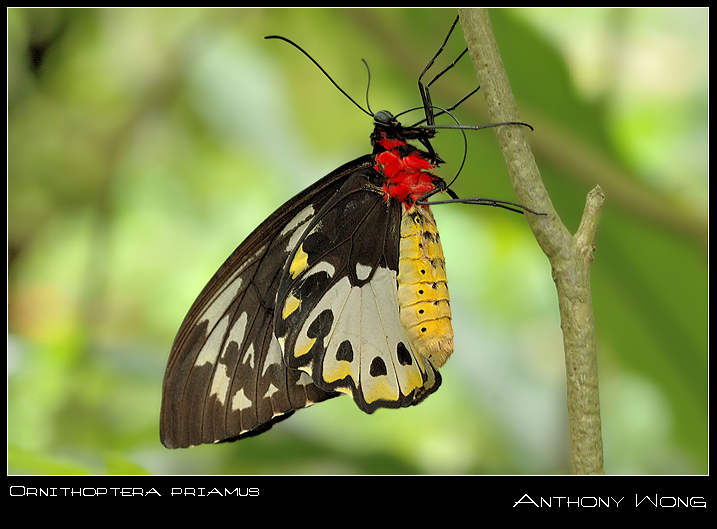 Ornithoptera_Priamus_2_011008_by_inckurei.jpg