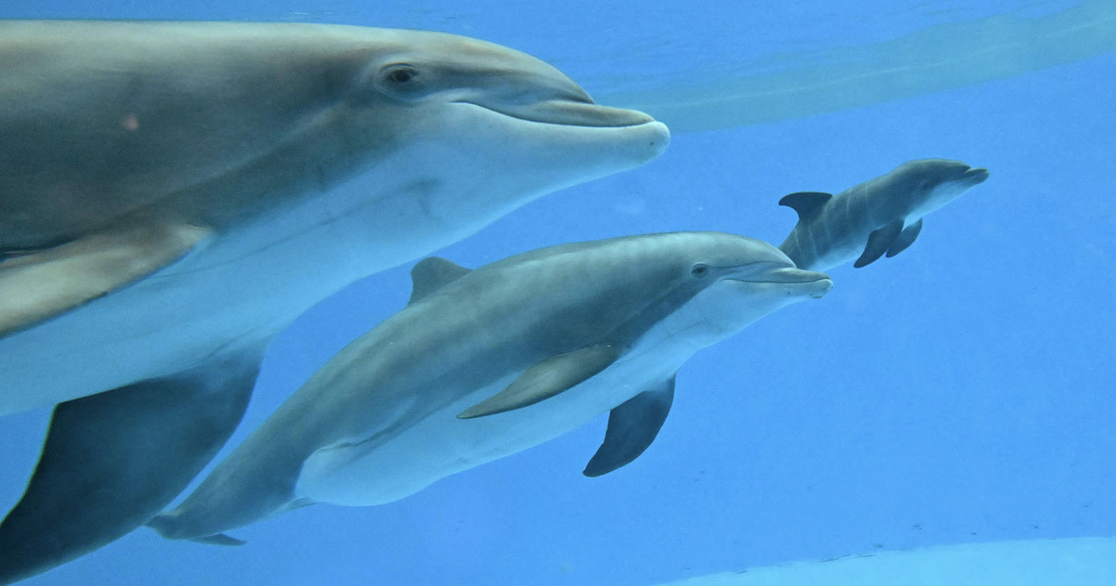 Three dolphins swim together underwater in a clear blue environment, with one adult dolphin and two smaller dolphins close by its side.