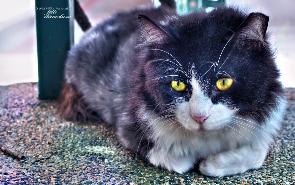 Felis_Domesticus_by_Draken413o.jpg