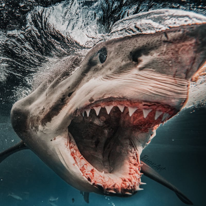 Great white shark photographer