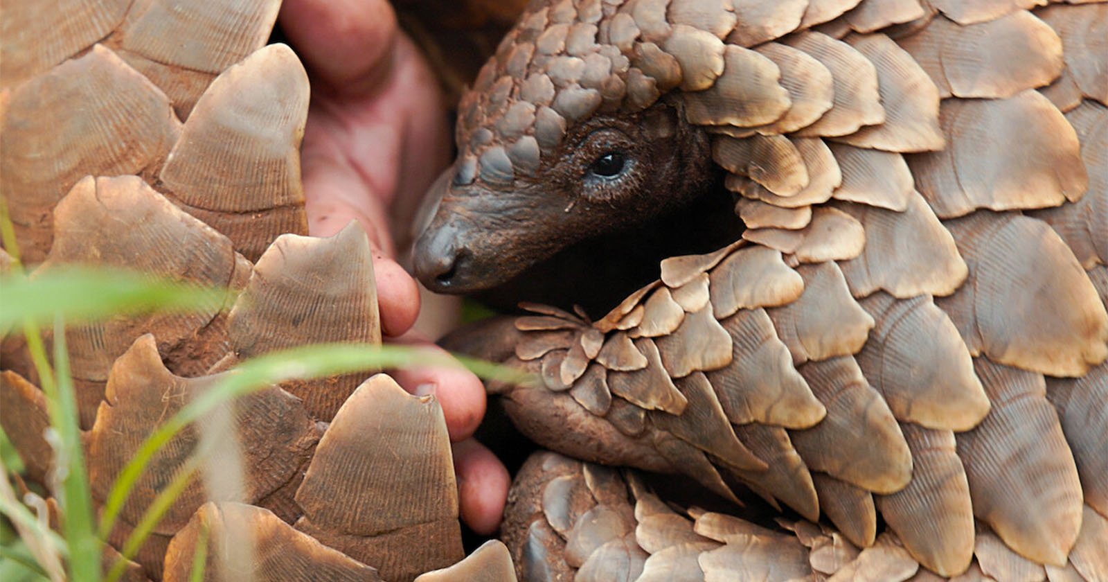 A pangolin, covered in overlapping brown scales, is curled up with its head peeking out. A human hand gently supports it, surrounded by greenery, highlighting the pangolin's unique texture and vulnerable nature.