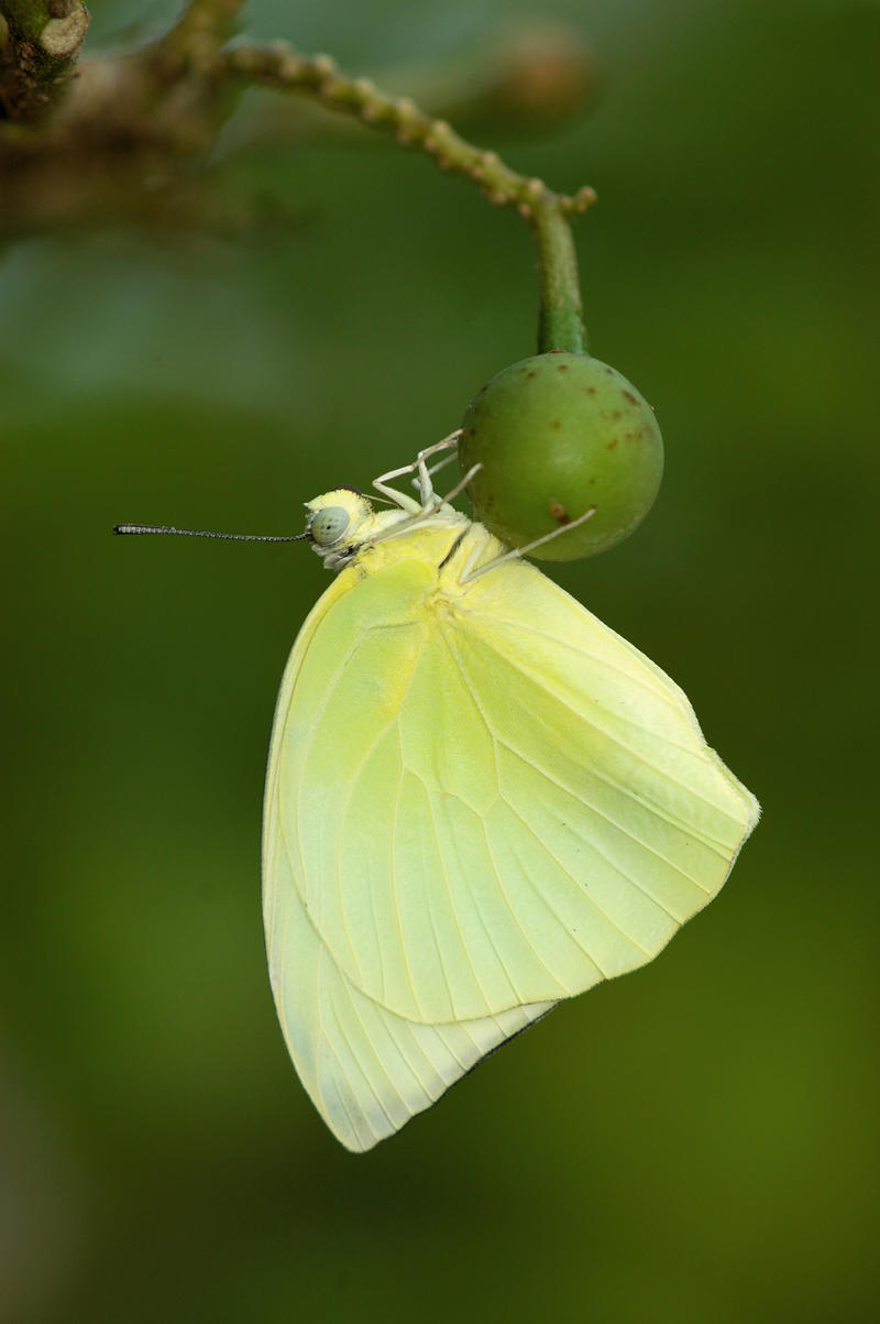 Lemon_Emigrant_170610_by_Liyana_Zolpakar.jpg