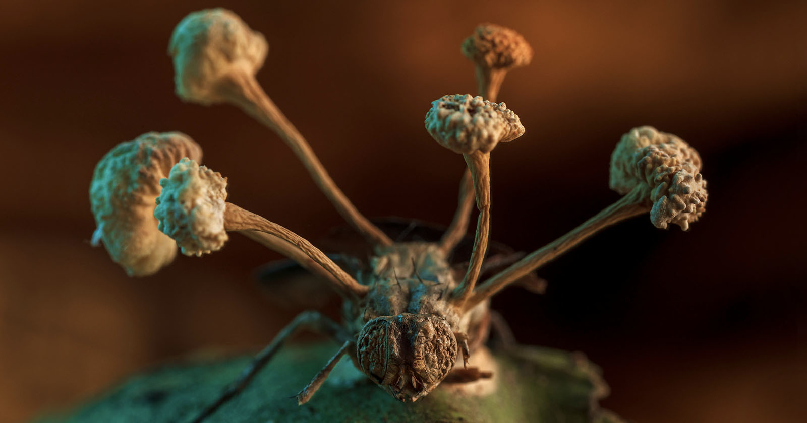 Zombie Fungus