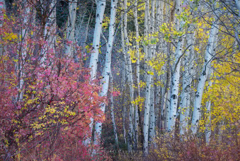 utah_fallcolor_landscapephotography_5-800x535.jpg