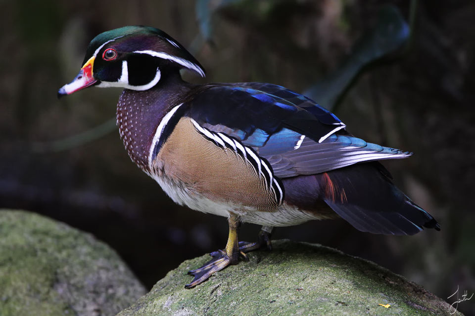 Mandarin_Duck_by_Draken413o.jpg