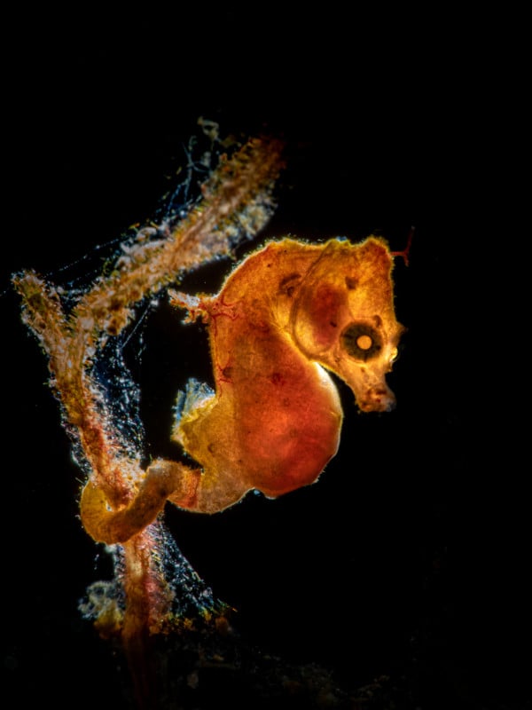 1st-Macro_galice_hoarau_seahorse-600x800.jpg