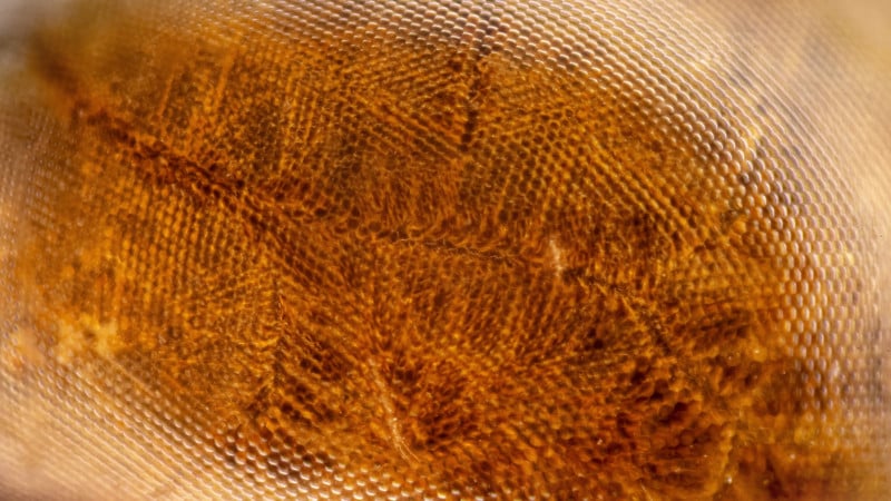 Eyeofthebee-800x450.jpg