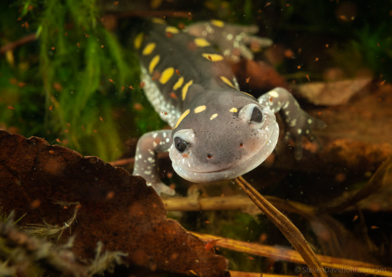 underwater-macro-photography-petapixel-1-800x565.jpg