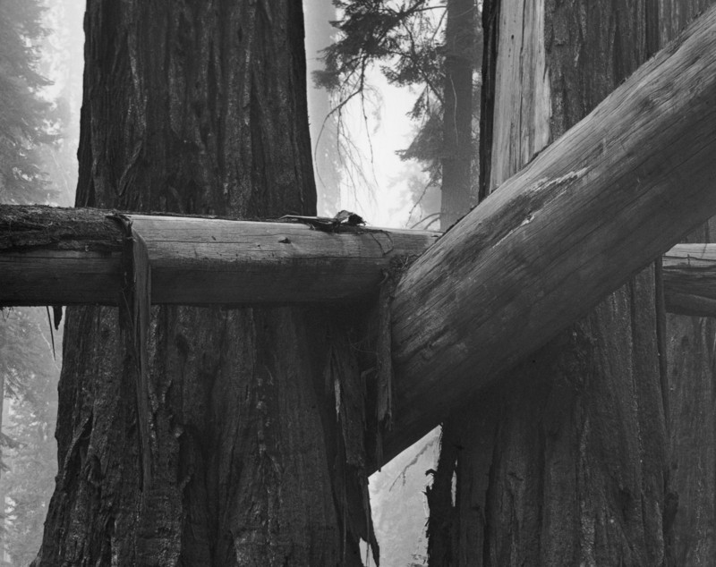 fallen-sequoia-1-800x634.jpg
