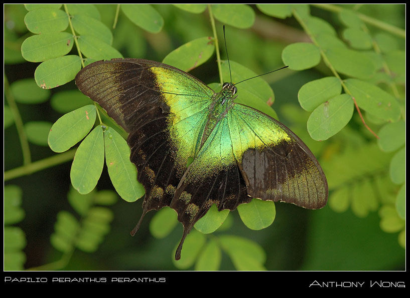 Papilio_Peranthus_260908_by_inckurei.jpg