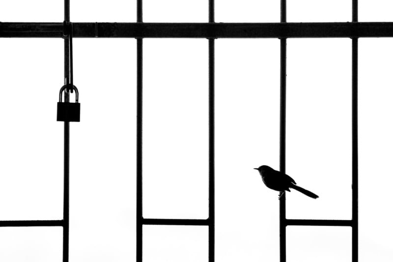 web-URBANBIRDS-Silver-WilliamSteel-800x533.jpg