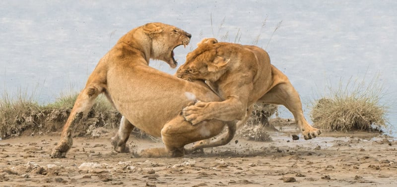 Pat-Nowotny-lioness-800x378.jpg