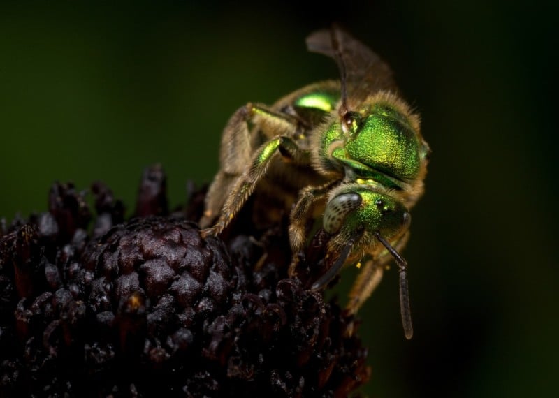 bug-800x570.jpg