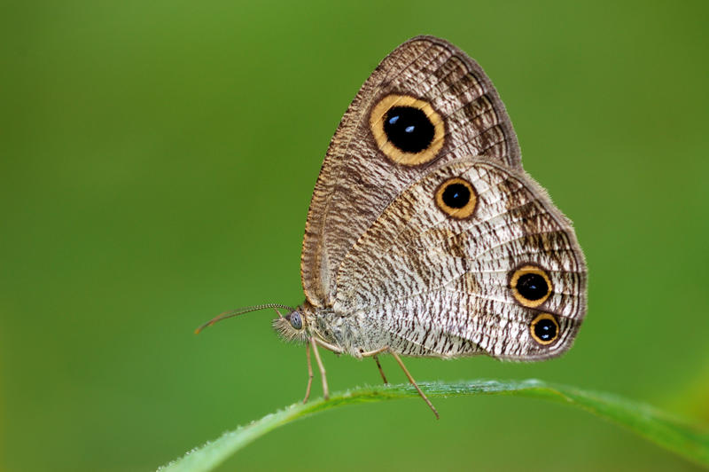 Common_Three_Ring_090810_by_Liyana_Zolpakar.jpg