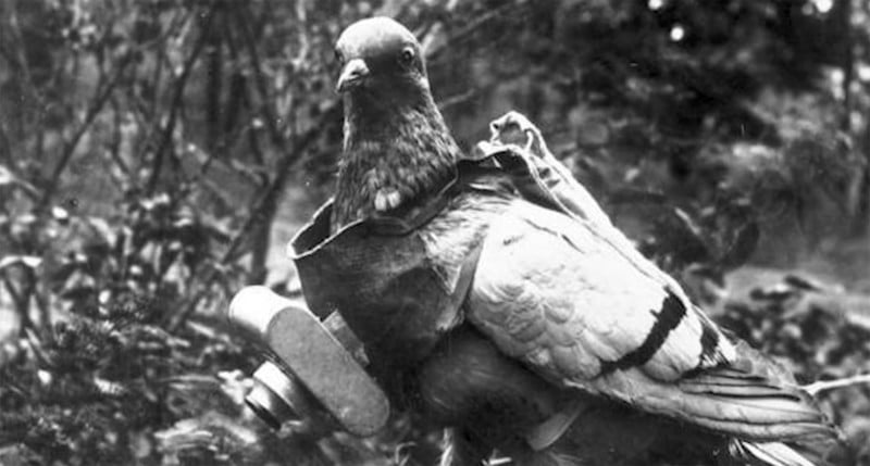 spy-pigeons-2-800x429.jpg