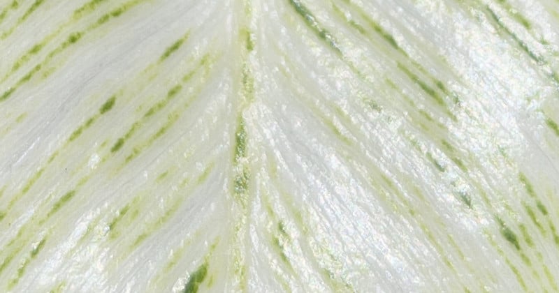apple-pro-raw-super-resolution-100-crop-800x420.jpg