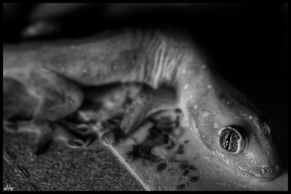 GECKO_by_Draken413o.jpg