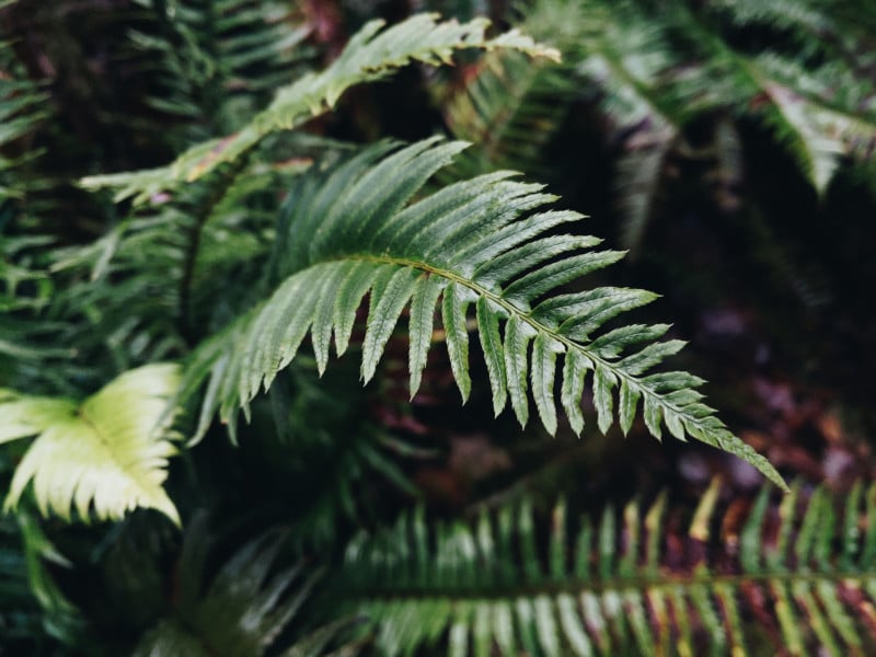 leafproraw-800x600.jpg