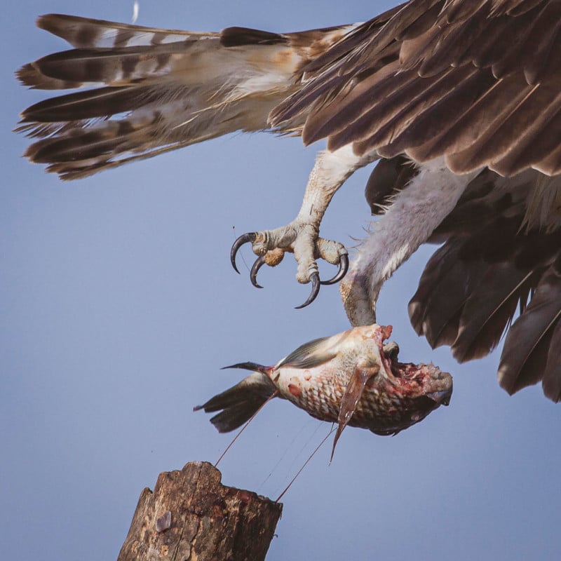 Osprey4-800x800.jpg