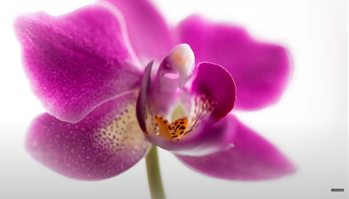 A Review of the Tamron SP 90mm f/2.8 Di Macro 1:1 VC USD Lens
