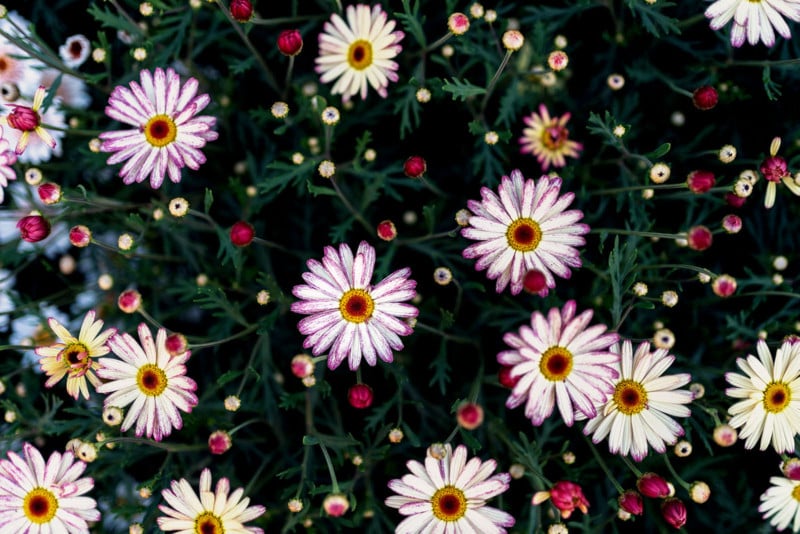 Flowerpad-800x534.jpg