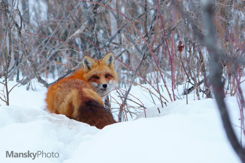 Red-Fox-20210309-002-800x533.jpg