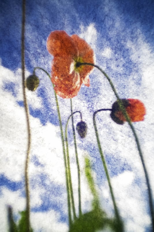 poppies-534x800.jpg