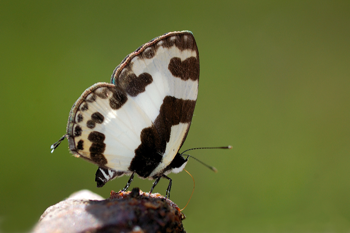 Elbowed_Pierrot_080209_by_inckurei.jpg