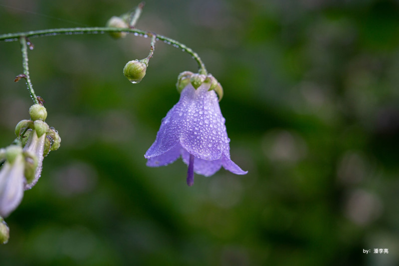 ttartisan-40mm-macro-example-petapixel-5-800x533.jpg