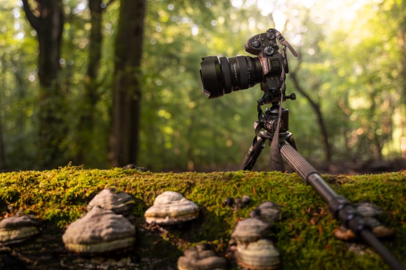 ForestBTS2-800x533.jpg