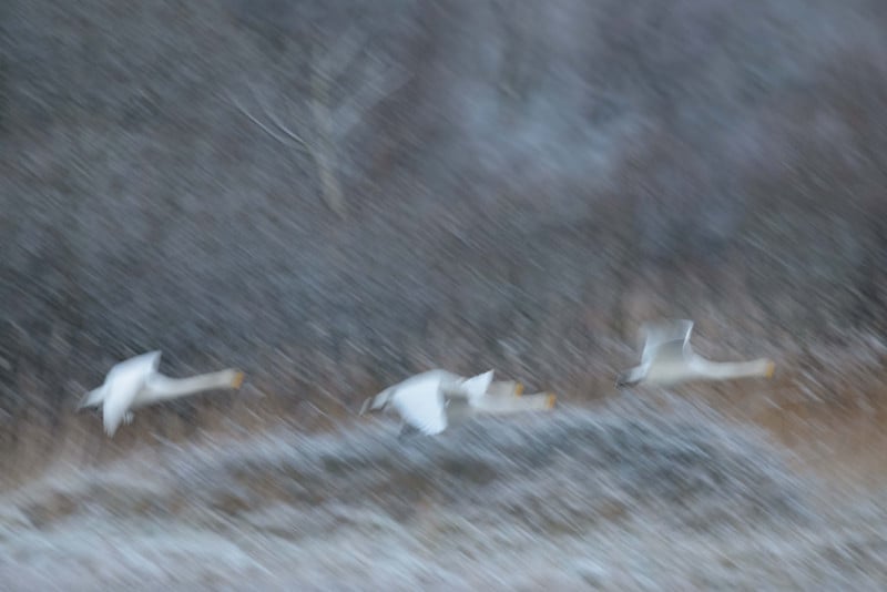swans-2-800x534.jpg