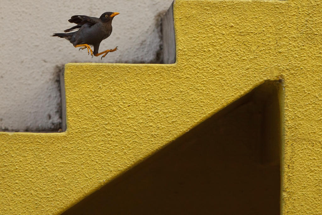 bird_drop_in_by_draken413o-d2zn2nj.jpg