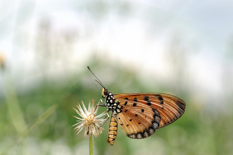 Tawny_Coster_1_050408_by_inckurei.jpg