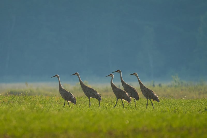 sigma-150-600-dg-dn-os-lens-sample-8-800x534.jpg