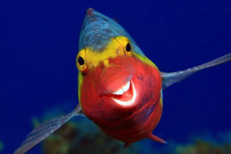 Arthur-Telle-Thiemann_Smiley_00000091-800x533.jpg