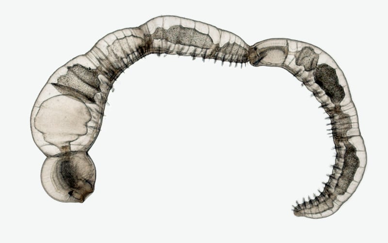 15-Chaetogaster-Zooid-Chain-800x502.jpg