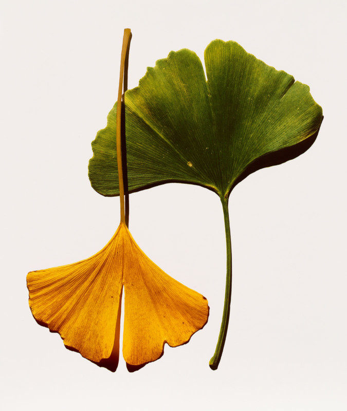 Ginkgo-Leaves-675x800.jpg