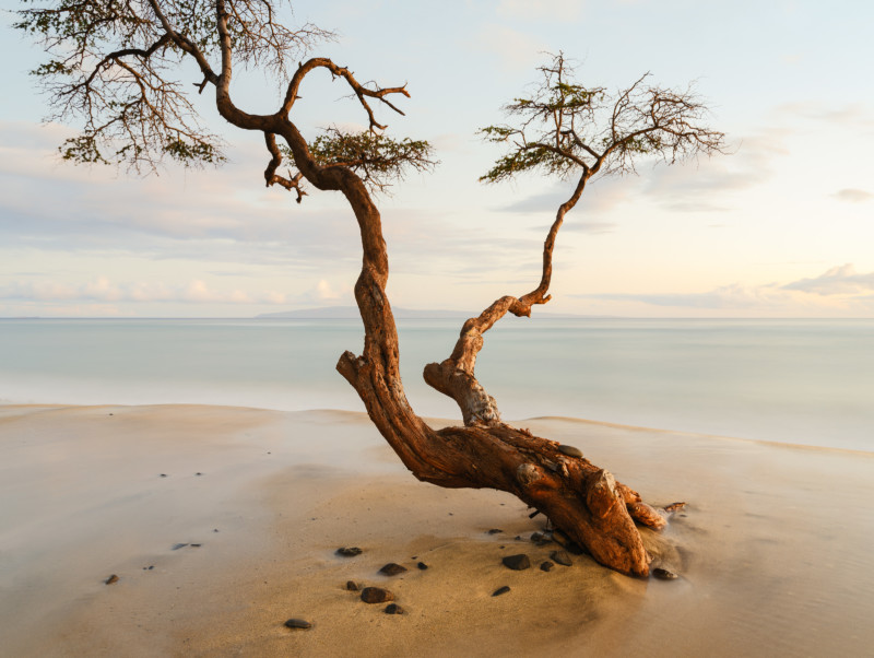 SHAPESHIFTING.MEDIUM-FORMAT-800x602.jpg
