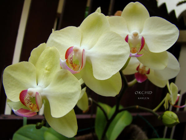 Orchid_by_RealmicSorcerer.jpg