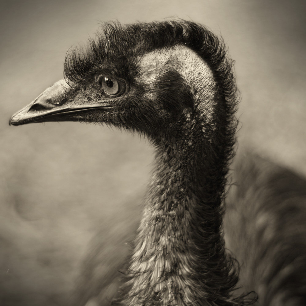 emu_profile_by_astra888-d5ztztf.jpg