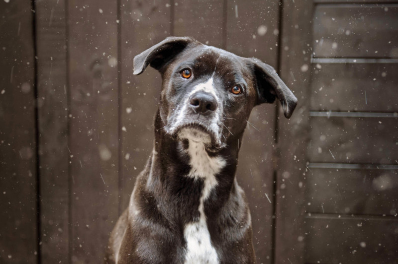 black-mutt-1160-800x532.jpg