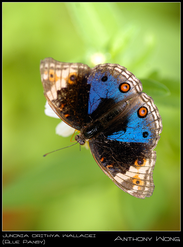 Blue_Pansy_02_030808_by_inckurei.jpg