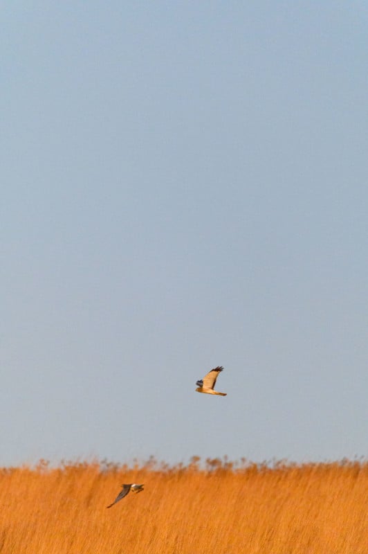 ray-hennessy-northern-harriers_011-532x800.jpg