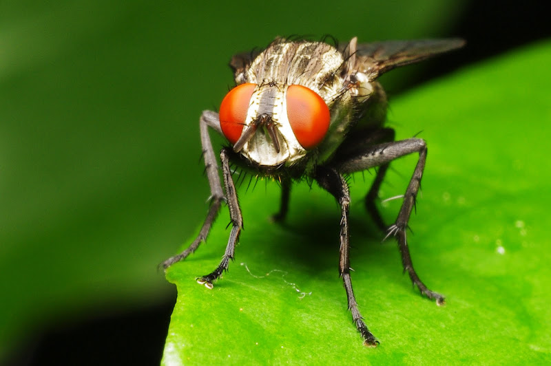 IMGP7780bc.JPG