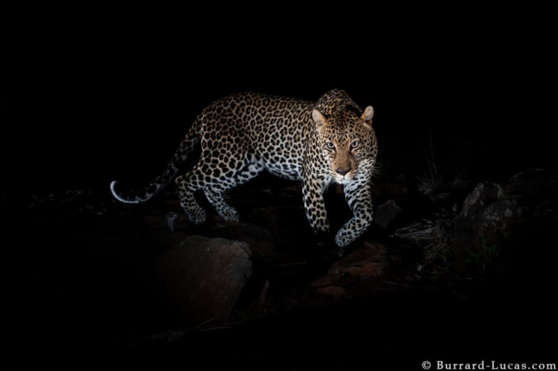 stalking_leopard-800x533.jpg