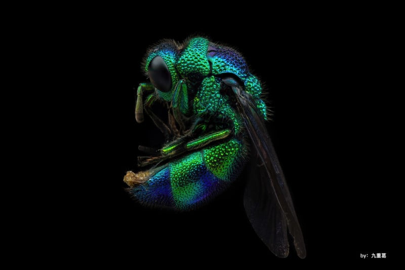 ttartisan-40mm-macro-example-petapixel-6-800x533.jpg