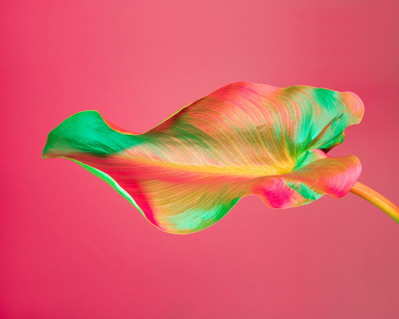 Calla-Lily-Leaf-1-800x640.jpg