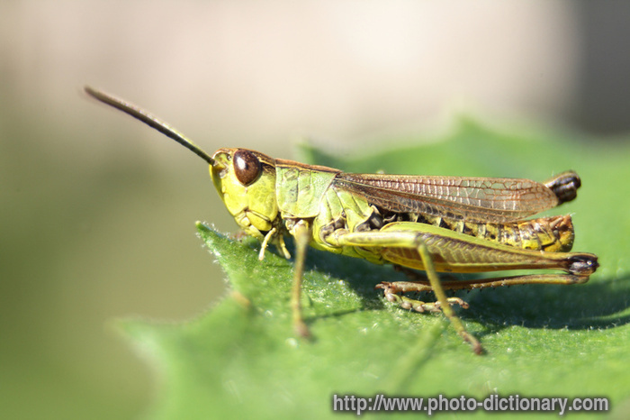 1526grasshopper.jpg