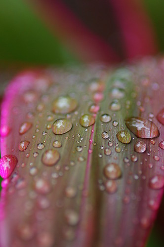 2600590388_0dcd8484d1.jpg
