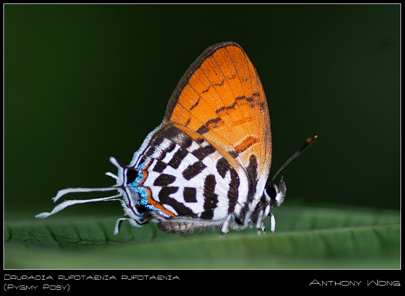 Pygmy_Posy_01_110908_by_inckurei.jpg